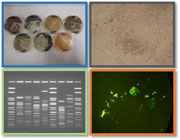 Photo showing several different biological test results