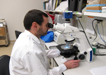 A microbiologist examines yeast morphology by microscope.