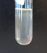 Listeria monocytogenes showing “umbrella” growth in semisolid media