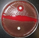 Optochin, or P discs, are used to differentiate Streptococcus pneumoniae (shown with zone of inhibition) and other alpha streptococcus species (no zone of inhibition).