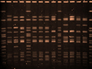 DNA/RNA Sequencing